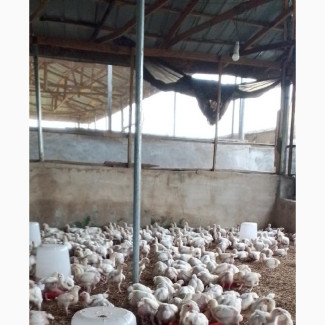 Broiler Production Service
