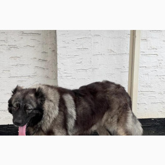 Caucasian Shepherd Male Puppy 6-12 Months Old