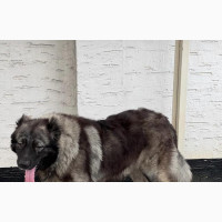 Caucasian Shepherd Male Puppy 6-12 Months Old