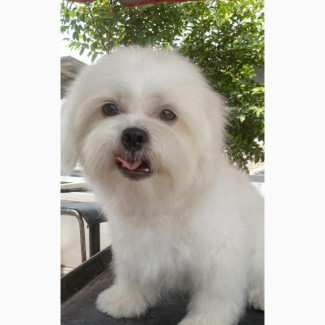Shih Tzu Male Purebred 1+ year old