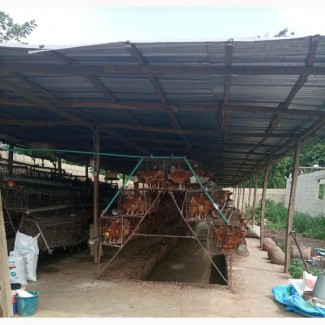 Poultry With Lives Stocks For Sale