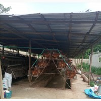 Poultry With Lives Stocks For Sale