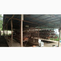 Poultry With Lives Stocks For Sale