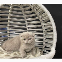 1-3 Months Female Purebred Scottish Fold