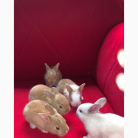 Enchanting Exotic Bunnies for Sale