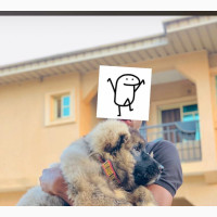 Male Purebred Caucasian Shepherd Puppies Available