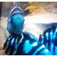 Polar Blue Parrot