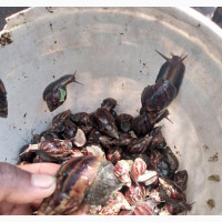 Snails for Sales. In Any Type and Sizes Call