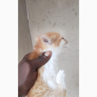 American Wirehair Female Kitten - 1-3 Months Old