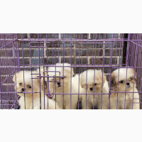 1-3 months Female Purebred Shih Tzu