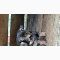 Adorable 6-Week-Old Female German Shepherd Puppy for Sale