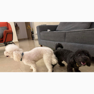 Female Purebred Poodle - 1-3 months old