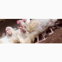 Affordable Backyard Grown Chickens for Sale