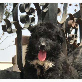 1-3 Month Female Purebred Caucasian Shepherd