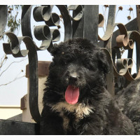 1-3 Month Female Purebred Caucasian Shepherd