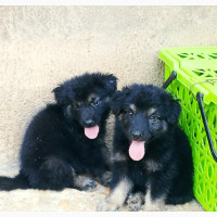 Male Purebred German Shepherd Puppy - 1-3 Months Old