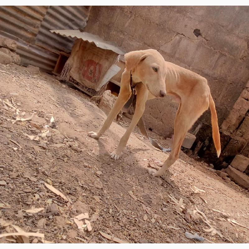 Фото 1/1. 6-12 months Male Purebred Dog