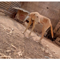 6-12 months Male Purebred Dog