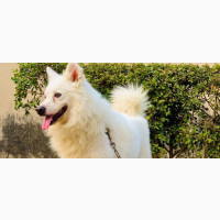 Male American Eskimo for Stud Services