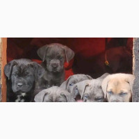 Female Purebred Cane Corso Puppies Available