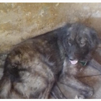 1+ year Female Purebred Caucasian Shepherd