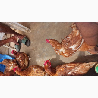 Layers Chicken for Sale - 11 Months Old