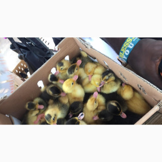 Chickens Available at Oluyole Teachers House, Ibadan