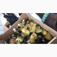 Chickens Available at Oluyole Teachers House, Ibadan