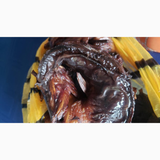 Smoked Fish Supply - Fresh and Delicious