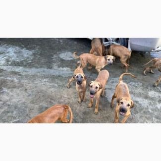 3-6 months Female Mixed Breed Boerboel
