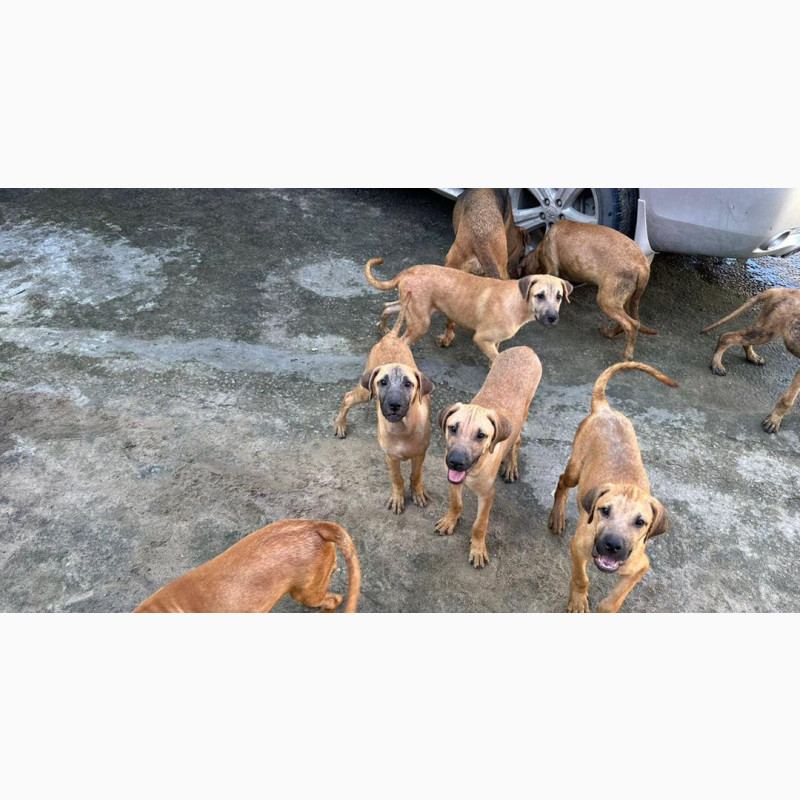 Фото 1/1. 3-6 months Female Mixed Breed Boerboel