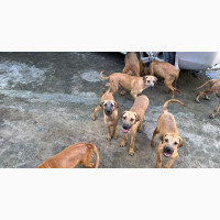 3-6 months Female Mixed Breed Boerboel