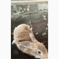 No King as God Rabbit Farming 3month #3000 6month #6000