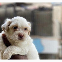 Fluffy Lhasa Apso Puppies Available for Adoption