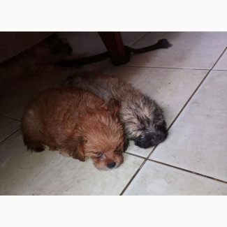 Male Purebred Lhasa Apso Available for Sale in Ajah