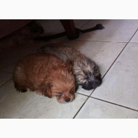Male Purebred Lhasa Apso Available for Sale in Ajah