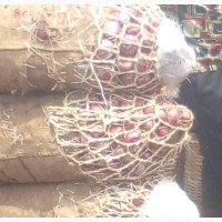 Dry Onions for Sale