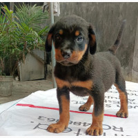Male Rottweiler Puppies for Sale in Lagos