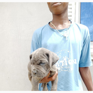 1-3 months Male Purebred Neapolitan Mastiff