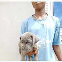 1-3 months Male Purebred Neapolitan Mastiff