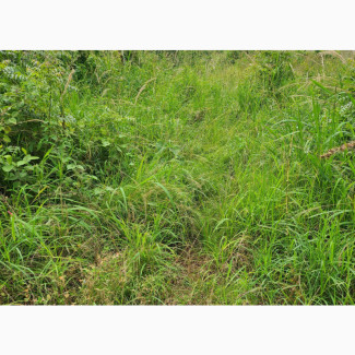 50x100 Plot of Land Near BIU - Mixed-Use Land for Sale