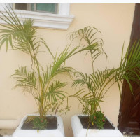 Flower Planting /Beautification