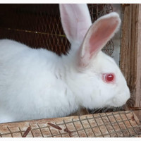 Rabbits for Sale in Ilesa - Great Offer