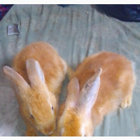 Standard Pure Chinchilla Rabbit Weaners
