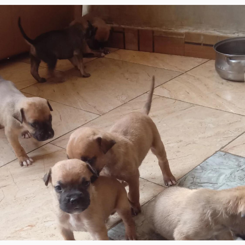 Фото 1/1. 1-3 months Female Mixed Breed Bullmastiff
