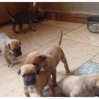 1-3 months Female Mixed Breed Bullmastiff