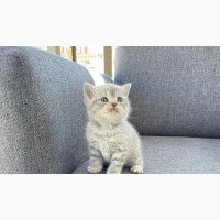 0-1 month Female Purebred British Shorthair