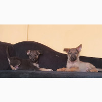 1-3 Months Female German Shepherd Puppy - Purebred