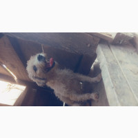 Male Lhasa Apso Available in Ibadan