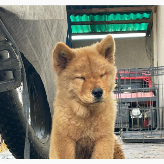 Male Purebred Chow Chow Puppy Available for Adoption